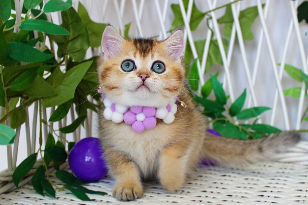 Irvin British Shorthair  Male (Available) $2450