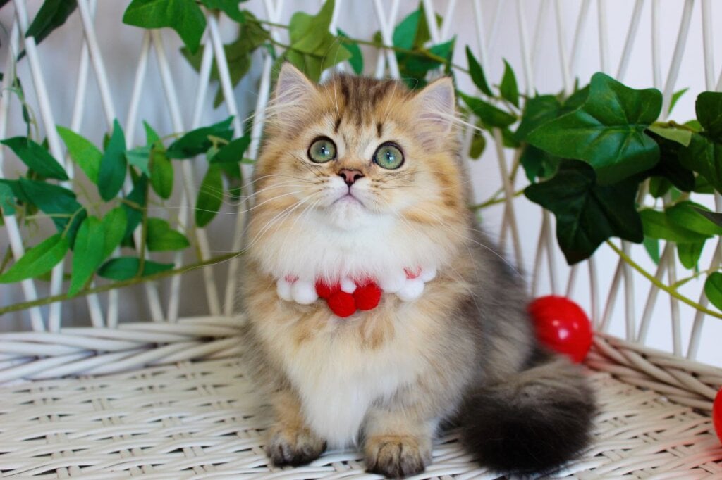 Carmen Munchkin Female (Available) $3900