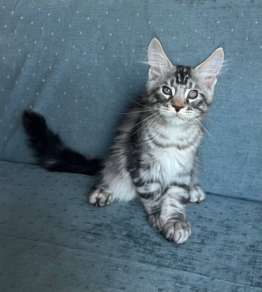Tuman Maine Coon Male (Available) $2800