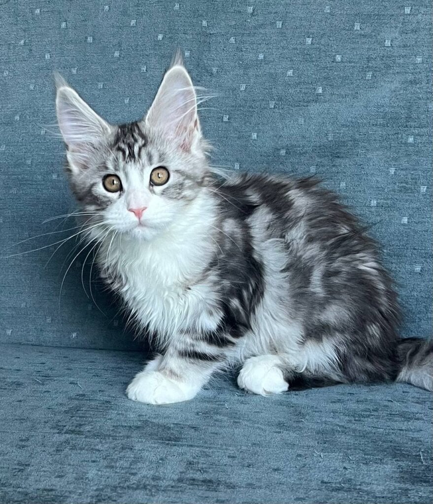 Tina Maine Coon Female (Available) $2700