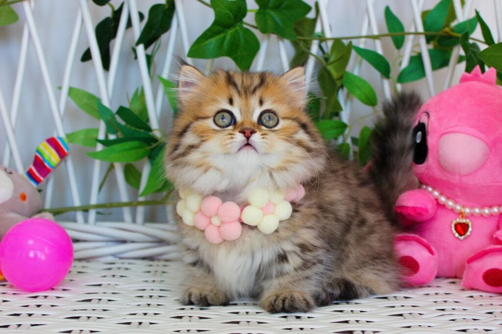 Fiona Munchkin  Female (Available) $4000