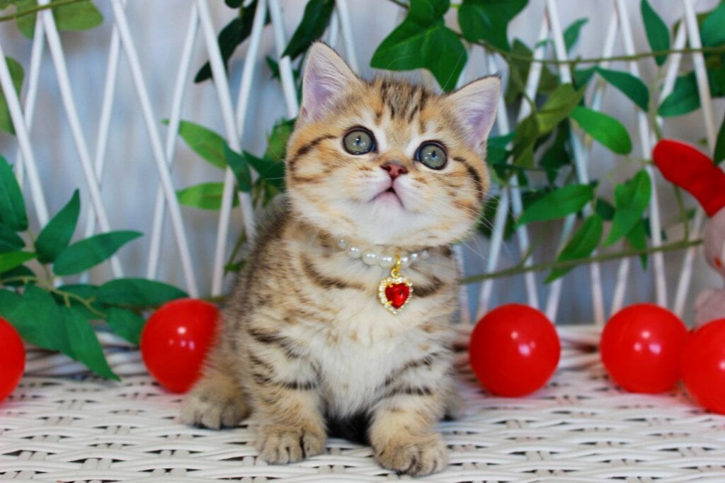Freya Munchkin  Female (Available) $3900