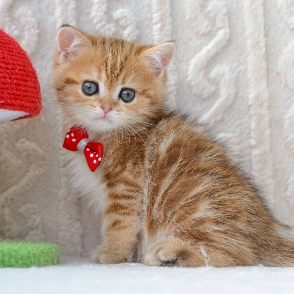 Harvey British Shorthair  Male (Available) $2700