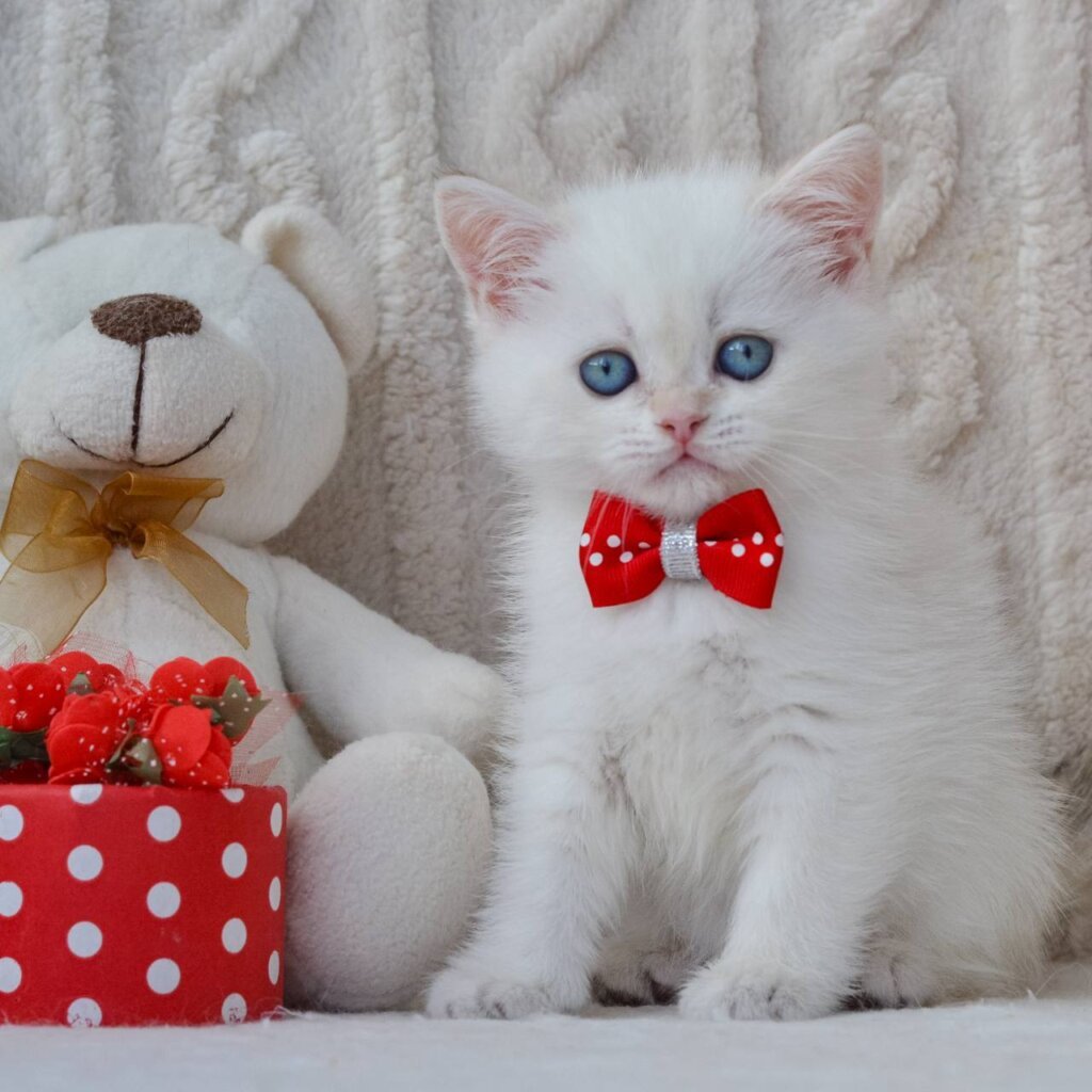Hank British Shorthair  Male (Available) $2650
