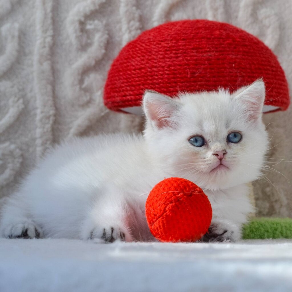 Hailey  British Shorthair  Female (Available) $2650