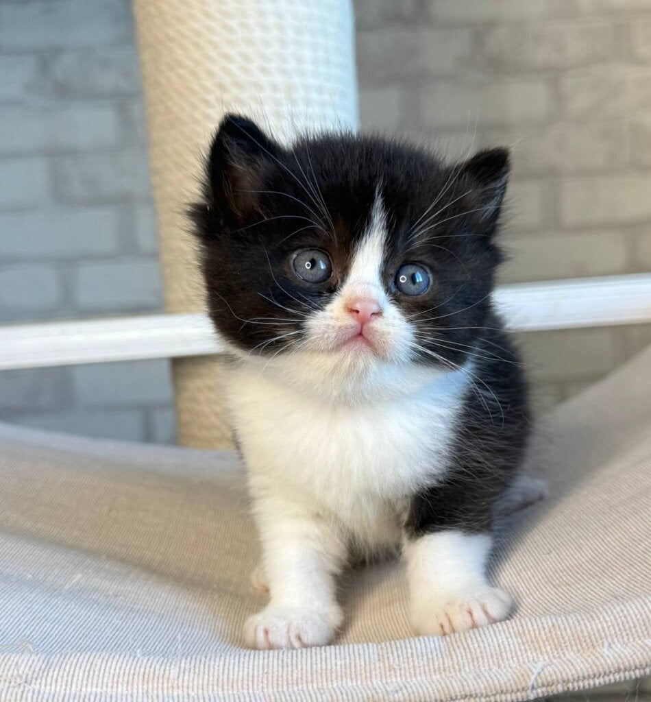 Luntik British Shorthair  Male (Available) $2500
