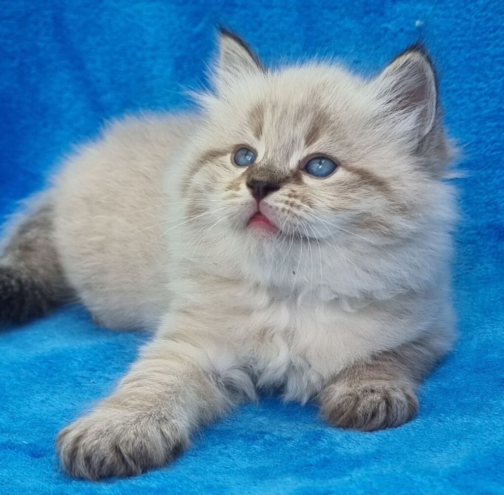Tiana Siberian  Female (Available) $3100