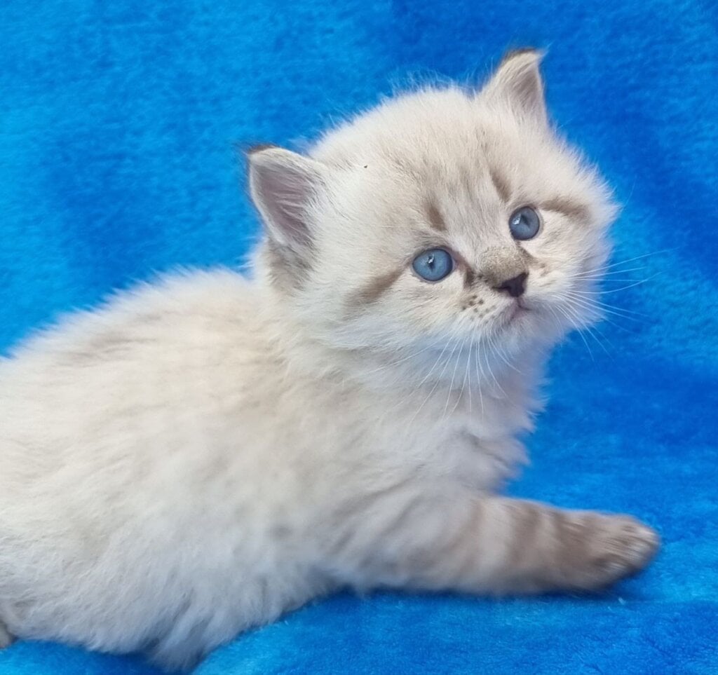 Titan Siberian Male (Available) $3100