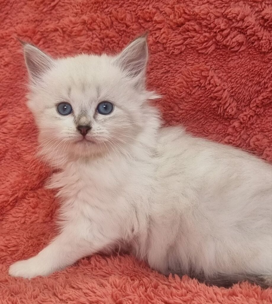 Uta Siberian  Female (Available) $3050