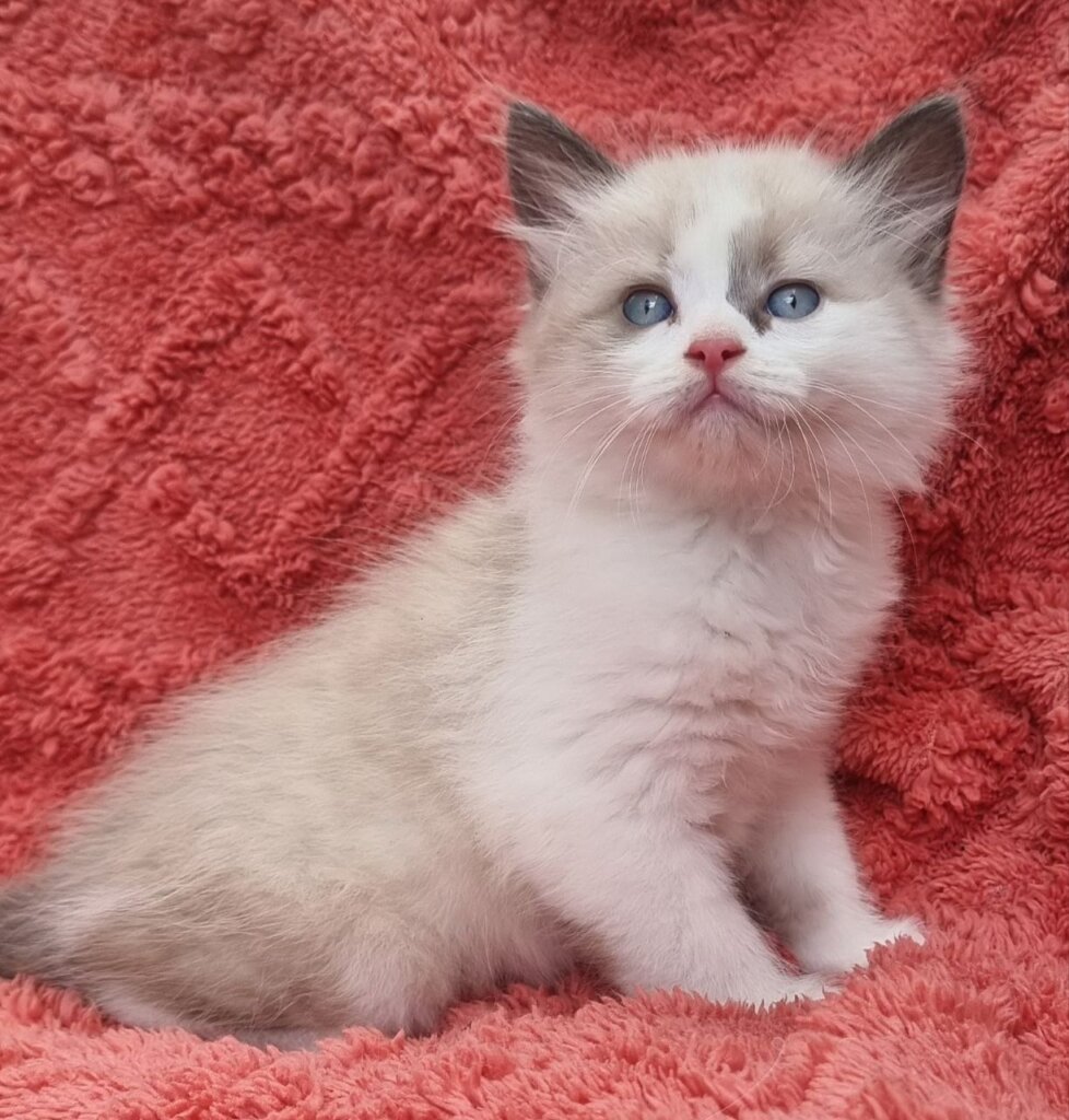 Udjyn  Siberian  Male (Available) $2950