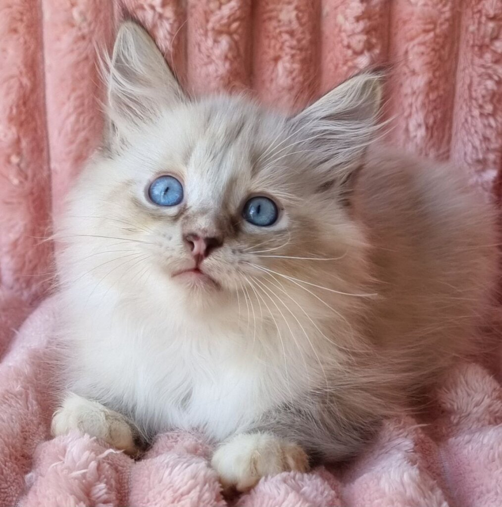 Samiylo Siberian Male (Available) $3000