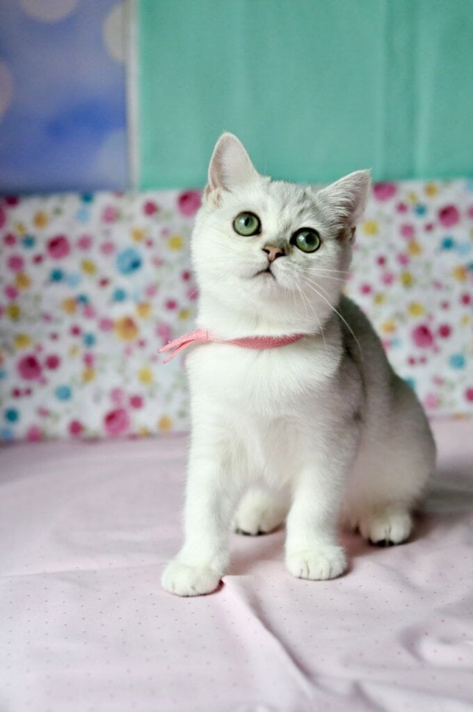 Emma British Shorthair  Female (Available) $2750