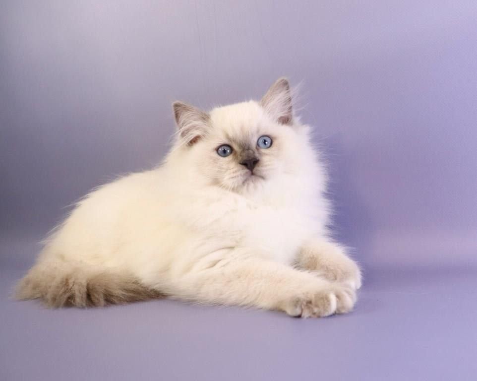 Ice cream Ragdoll Male (Available) $3100