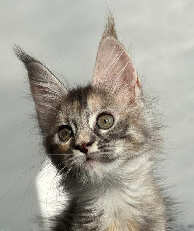 Lora Maine Coon  Female (Available) $2800