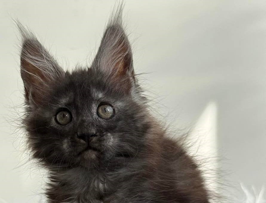 Leya Maine Coon  Female (Available) $2900