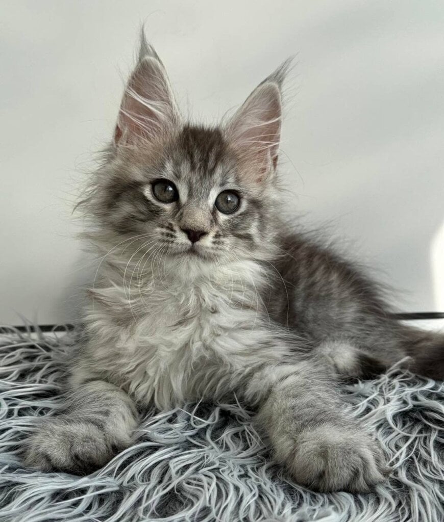 Liza Maine Coon  Female (Available) $2800