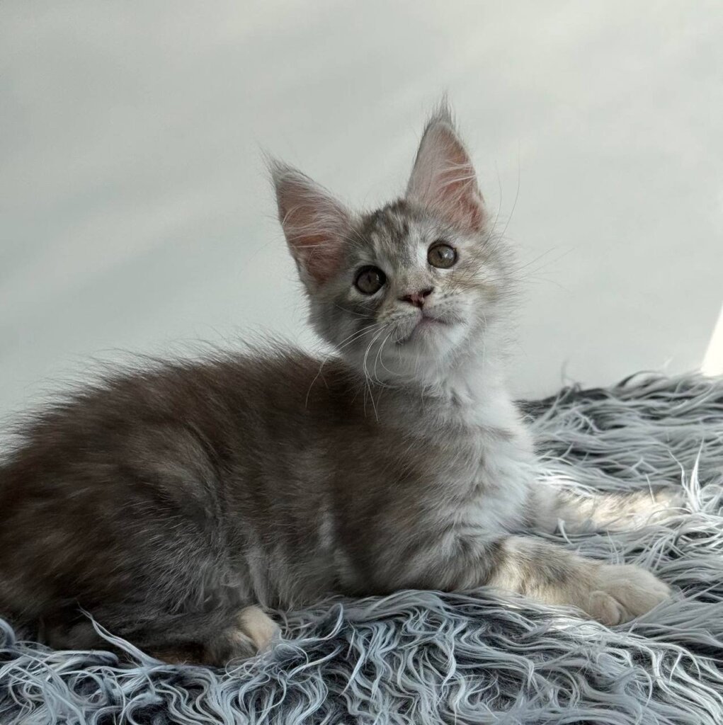 Leta Maine Coon  Female (Available) $2800