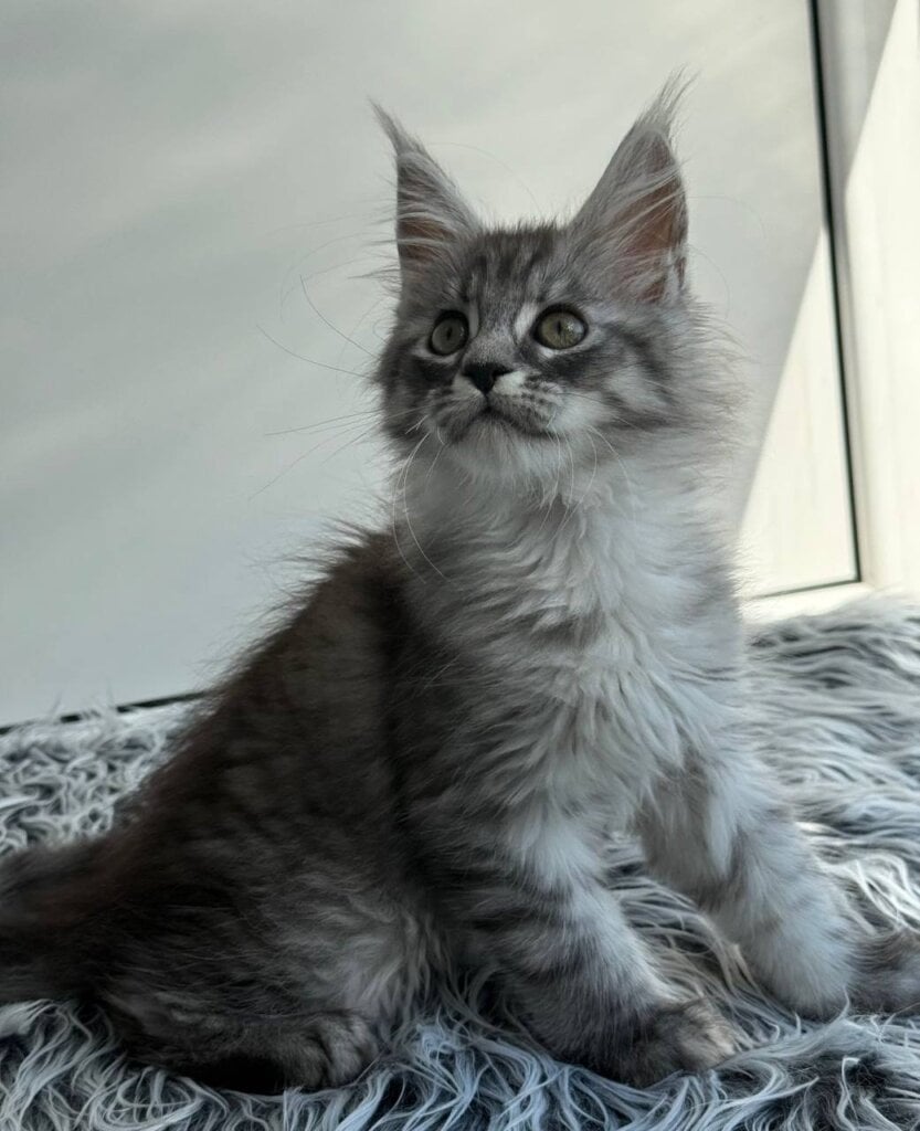 Laska Maine Coon  Female (Available) $2800