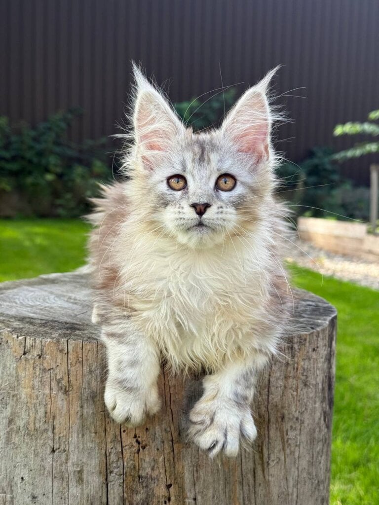 Noor Maine Coon  Female (Available) $2800