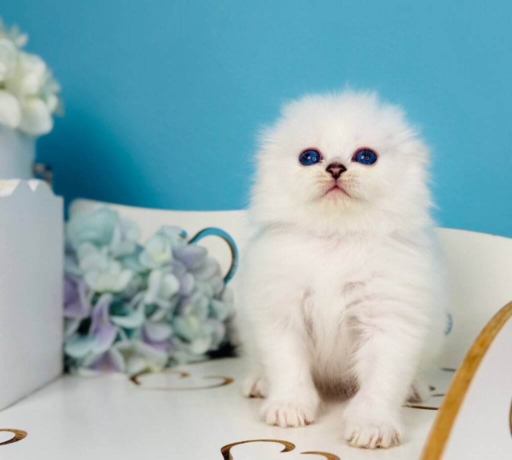 Robin Hood Scottish Fold  Male (Available) $2800