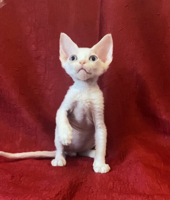 Zeus Devon Rex Male (Available) $2950