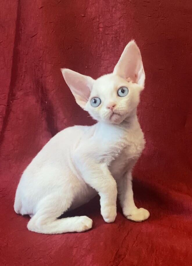 Zorro Devon Rex Male (Available) $2950
