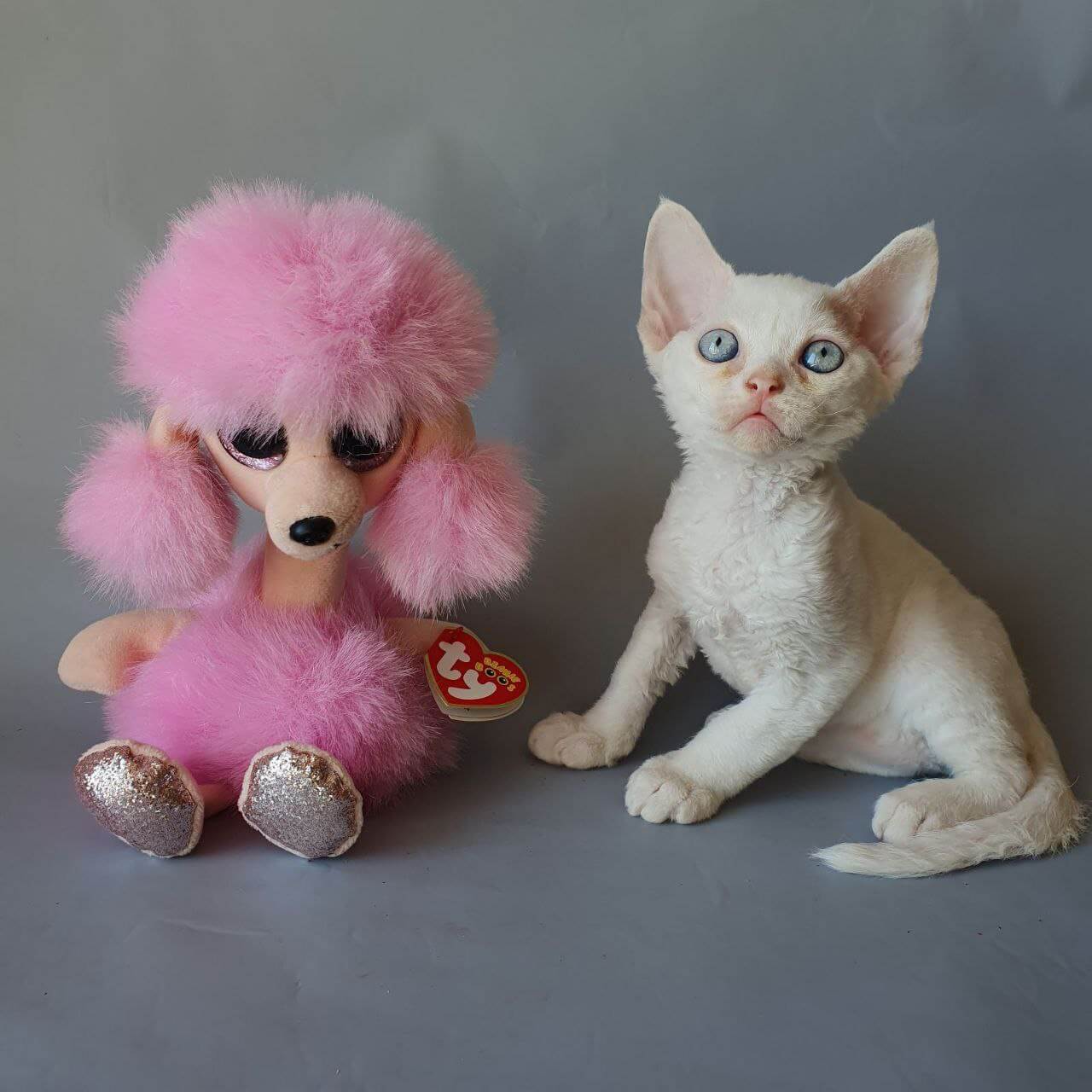 Colin Devon Rex  Male (Available) $3250