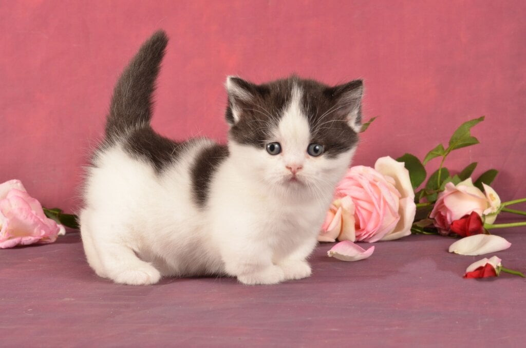 Rumba Munchkin  Female (Available) $3700