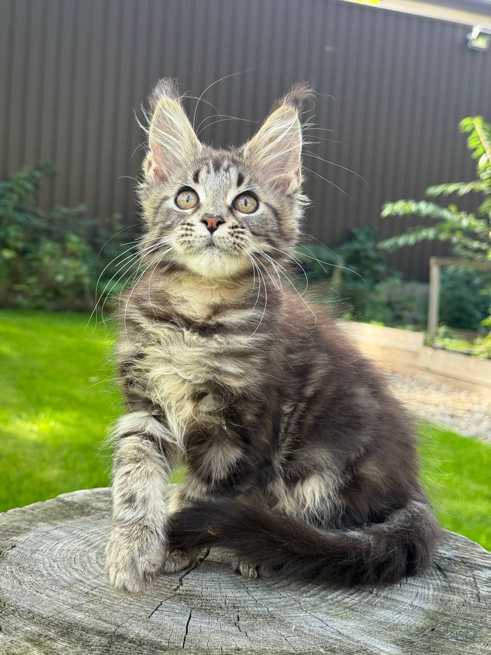 Lana Maine Coon Female (Available) $2500