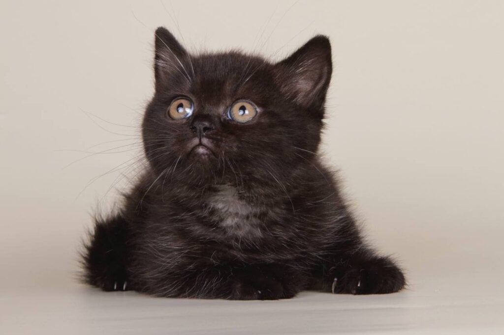 Bianka Scottish Straight Female (Available) $2500