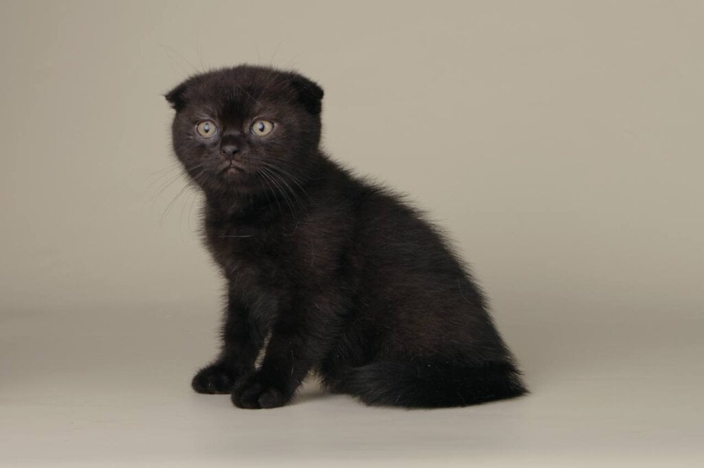 Boy Scottish Fold Male (Available) $2500