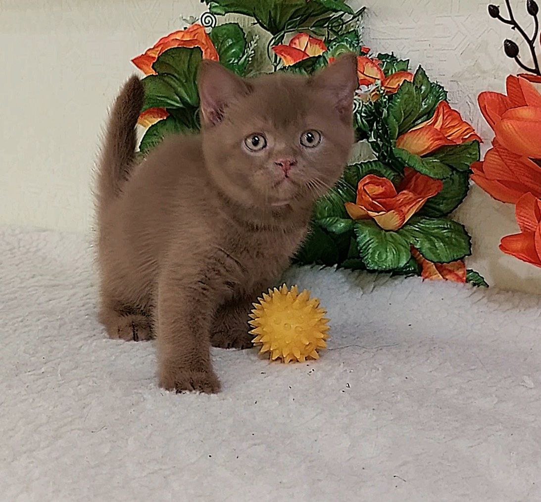 Foxy British Shorthair  Female (Available) $3200