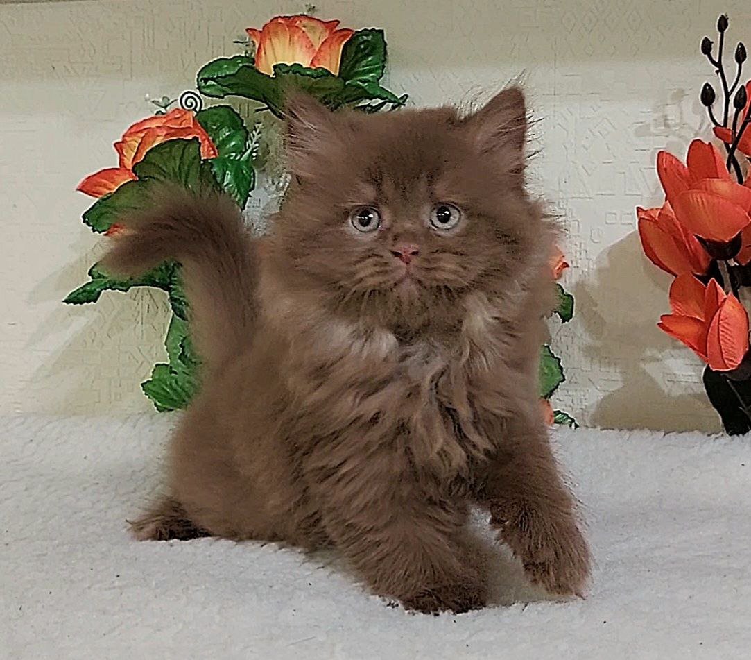 Fabbi British Longhair Female (Available) $3200