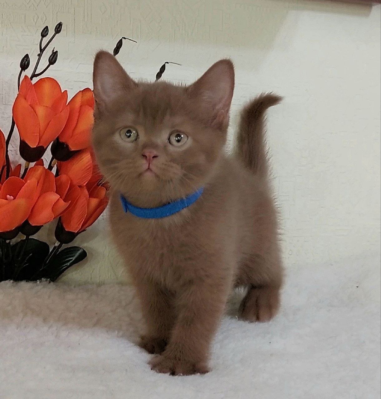 Frank British Shorthair  Male (Available) $3200
