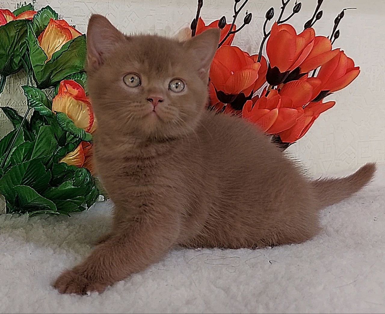 Felix British Shorthair  Male (Available) $3200