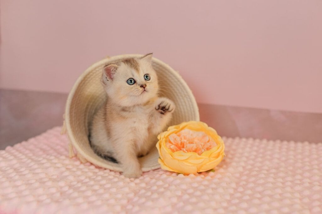 Vikki Scottish Straight  Female (Available) $2650