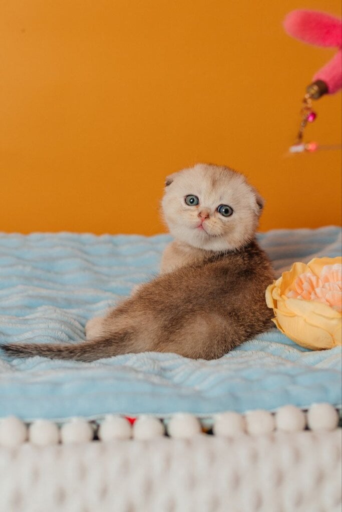 Vivian Scottish Fold Female (Available) $2900