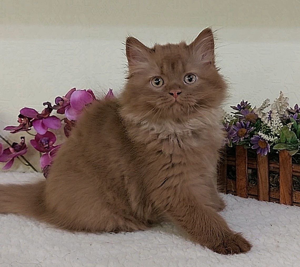 Eddi  British Longhair  Male (Available) $3200