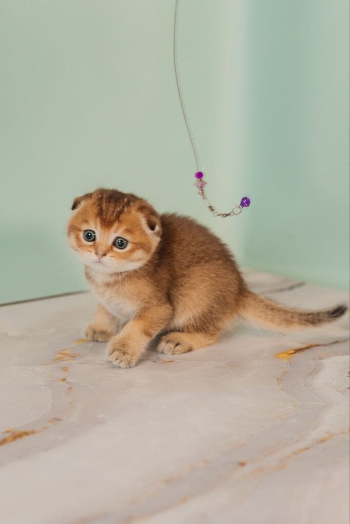 Velur  Scottish Fold Male (Available) $3000