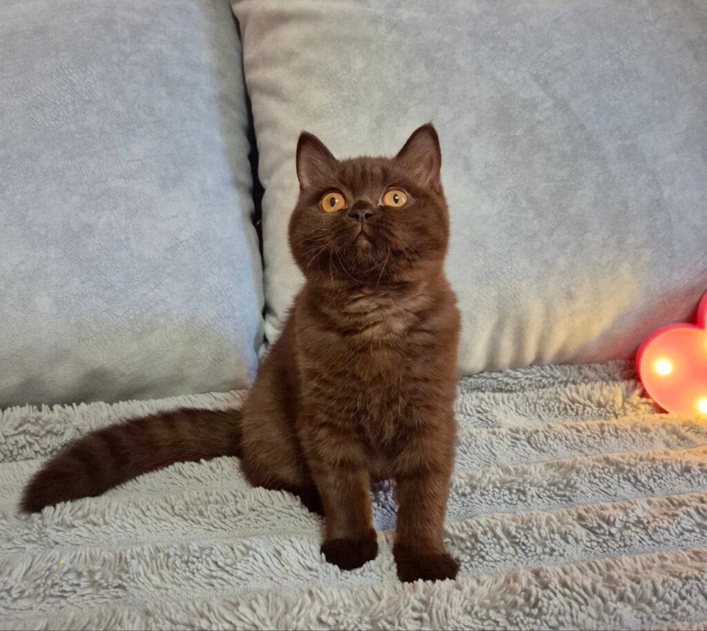 Marta British Shorthair  Female (Available) $3200