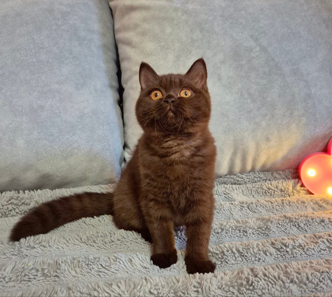 Marta British Shorthair  Female (Available) $3200