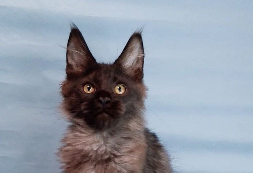 Bacardi Maine Coon  Male (Available) $3000