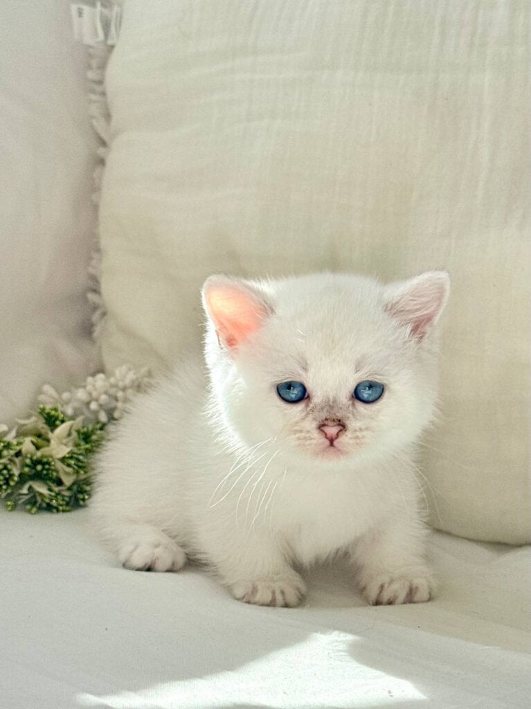 Snow Munchkin Male (Available) $3800