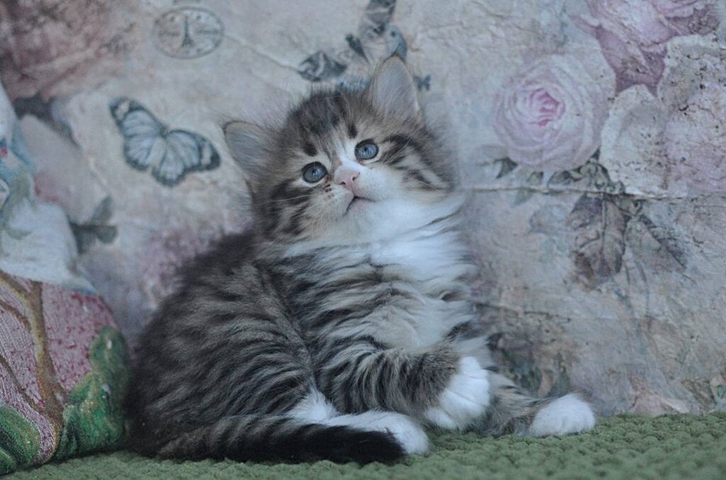 Maverik Siberian  Male (Available) $3200