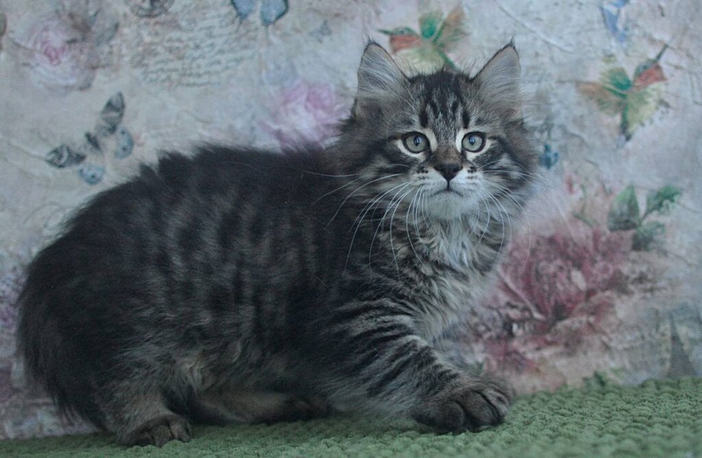 Karl  Siberian  Male (Available) $3200