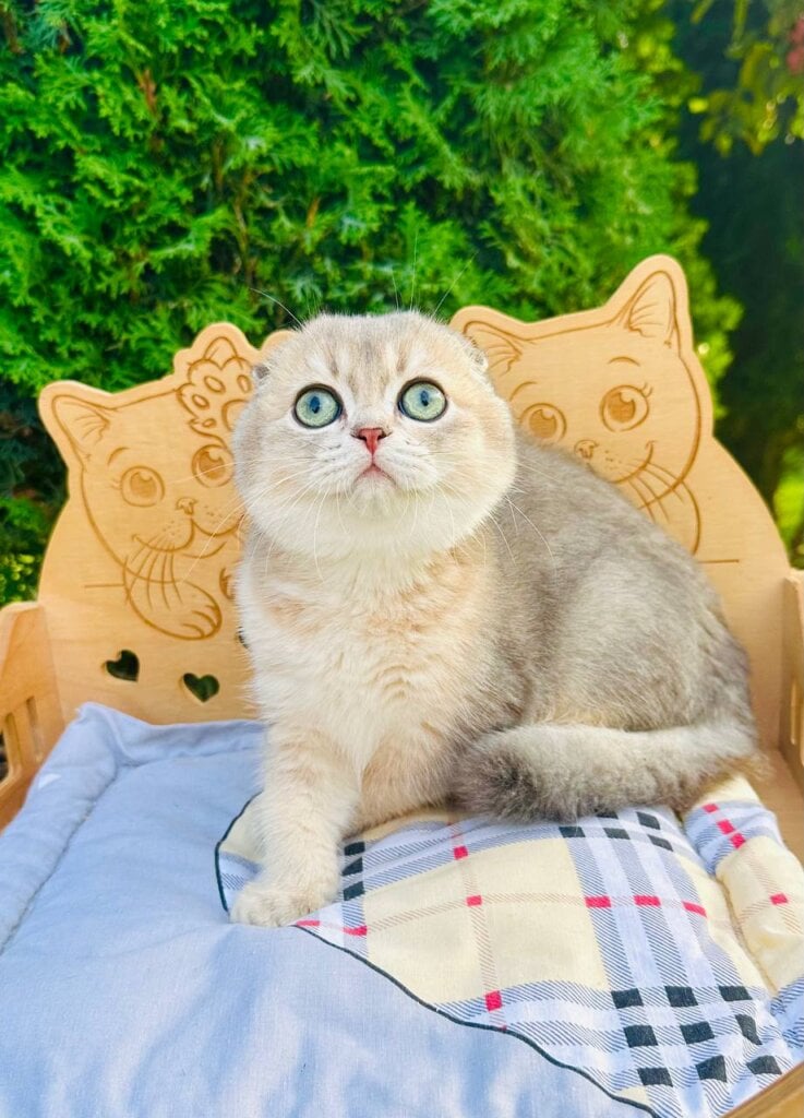 Max Scottish Fold  Male (Available) $2550