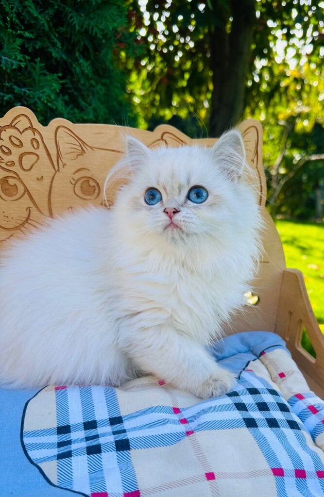 Maggie Scottish Straight  Female (Available) $2550