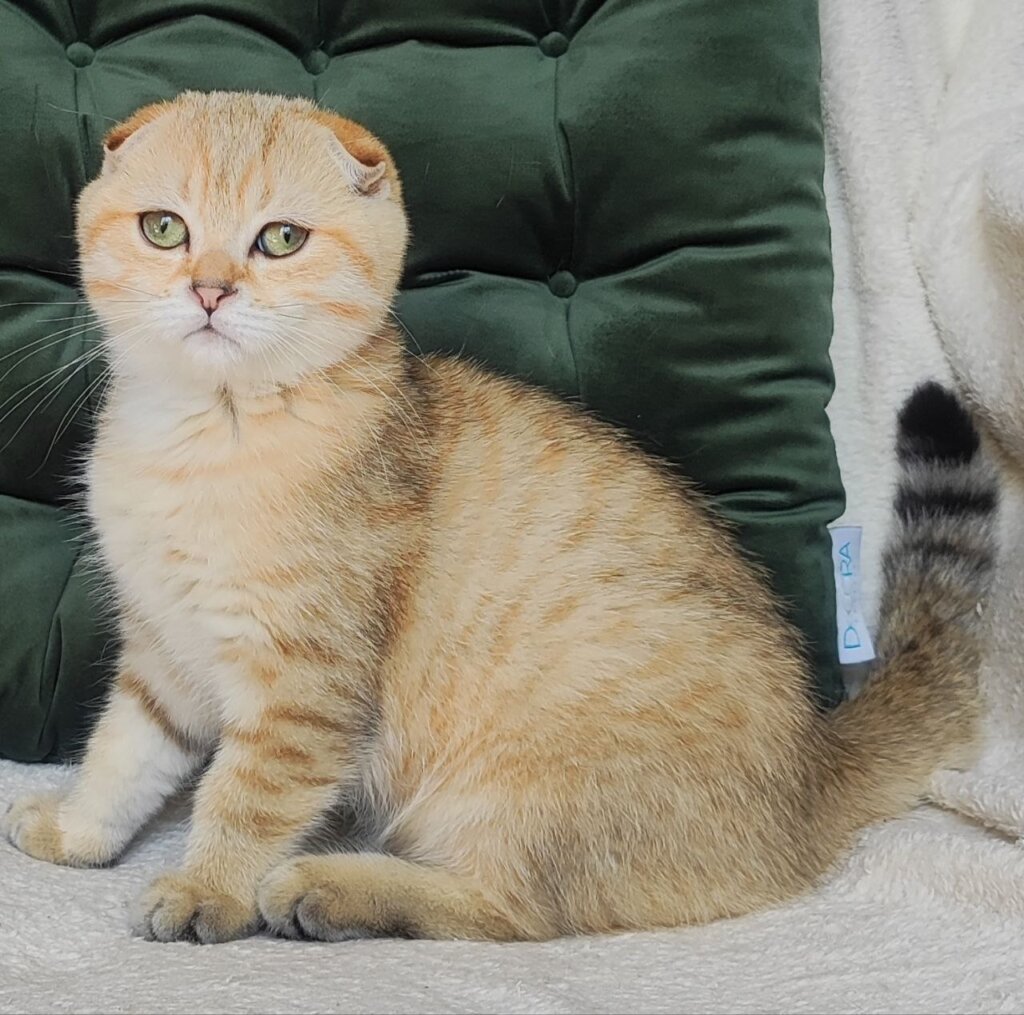 Nico Scottish Fold  Male (Available) $2700
