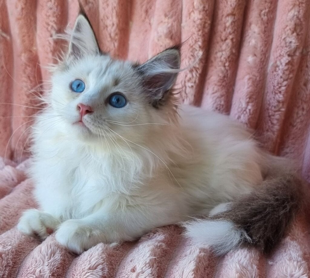 Paulina Siberian  Female (Available) $3050