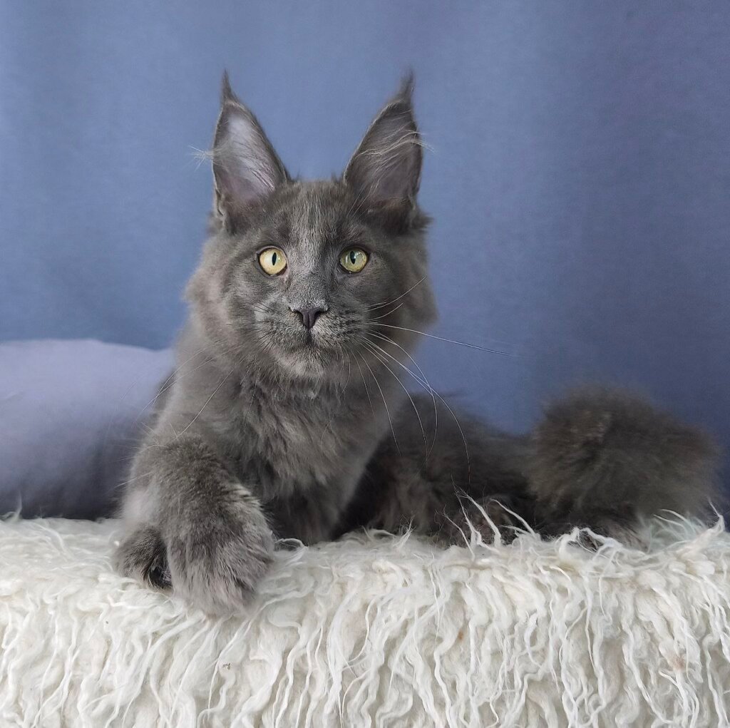 Joss Maine Coon  Male (Available) $3250